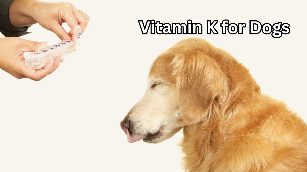Vitamin K for Dogs: Benefits, Deficiency and Dosage – Xen Pets