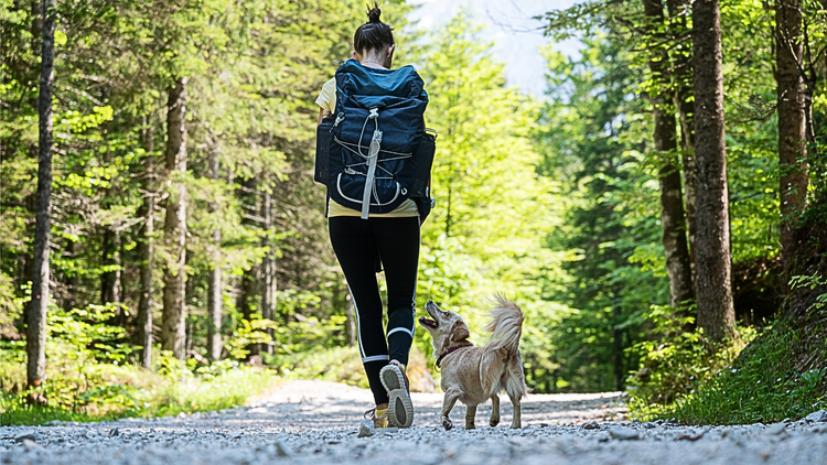 Dog hiking with their owner on a gravel trail.