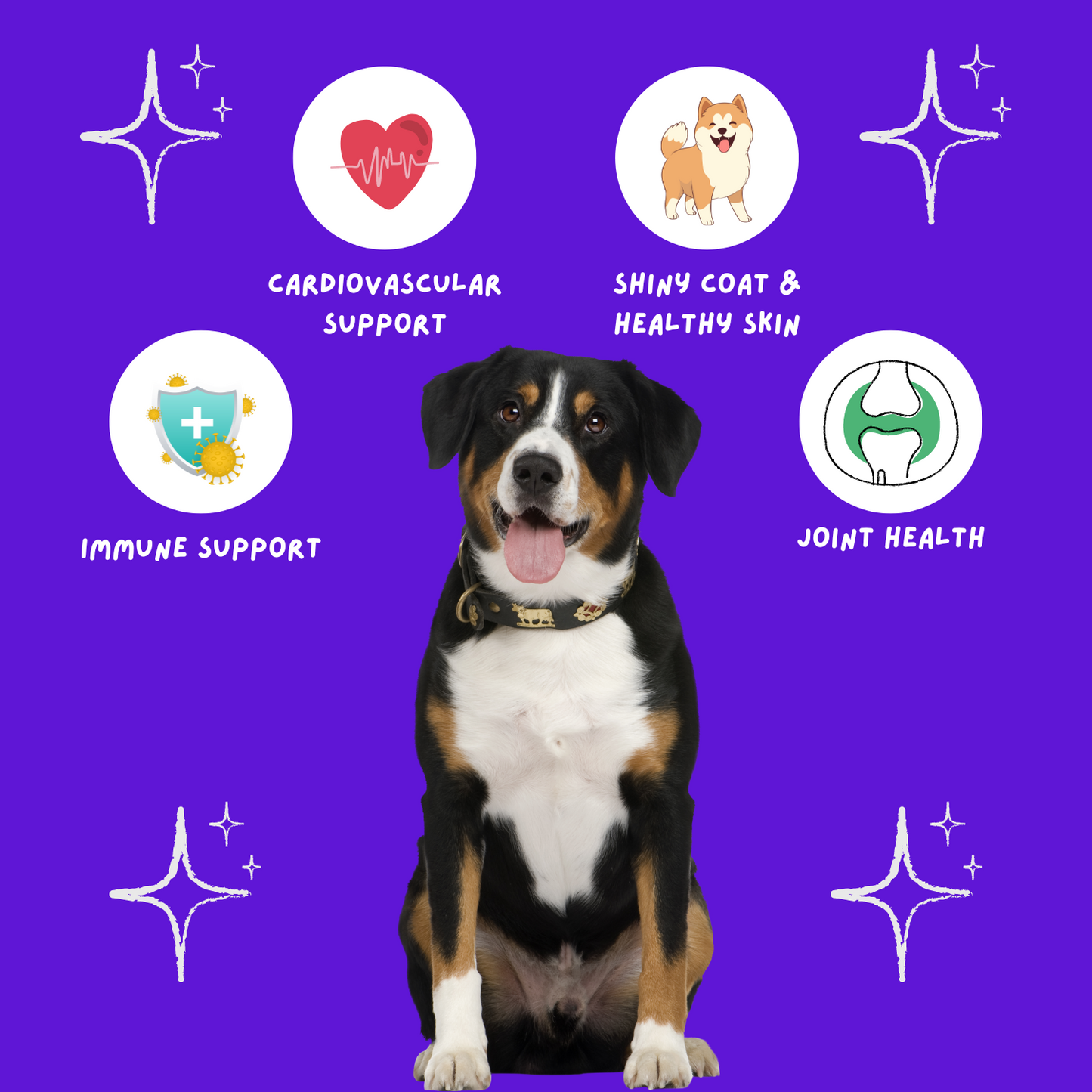 Infographic describing the benefits of multivitamins for dogs.