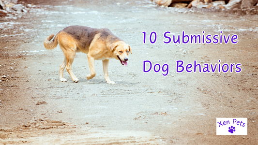 10 Submissive  Dog Behaviors