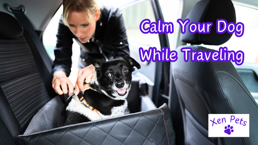 Calm Your Dog While Traveling