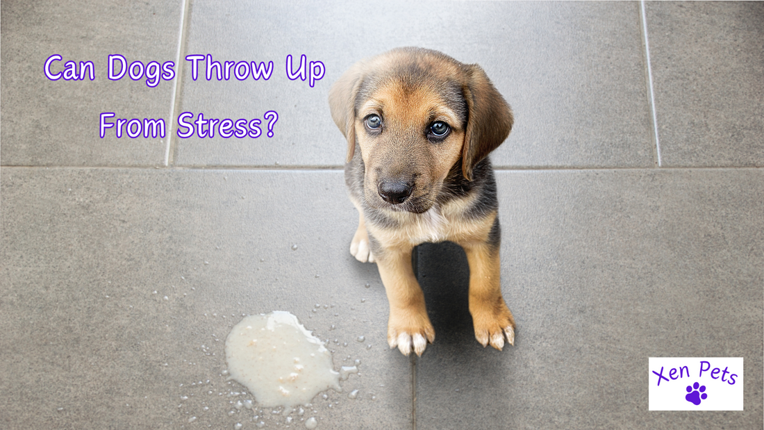 Can Dogs Throw Up From Stress?