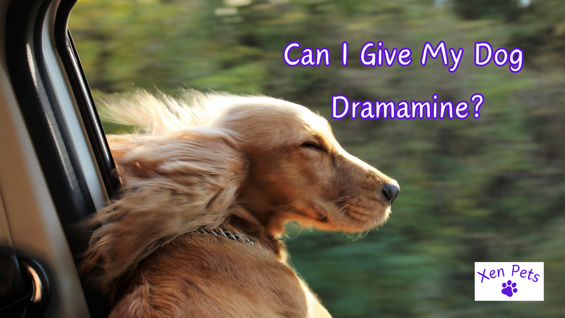 Can I Give My Dog Dramamine?