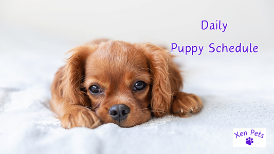Daily Puppy Schedule