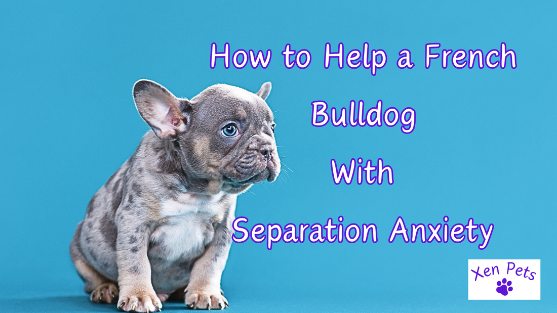 How to Help a French Bulldog With Separation Anxiety
