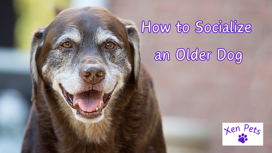 How to Socialize an Older Dog
