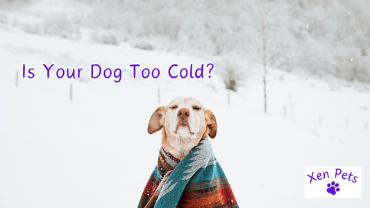 Is Your Dog Too Cold?