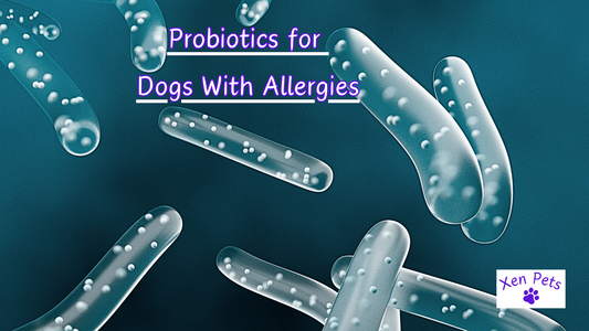 Probiotics for Dogs With Allergies