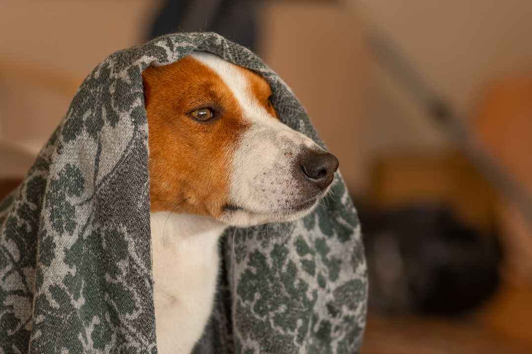 Royal Basenji dog experiencing stress