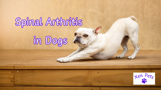 Spinal Arthritis in Dogs