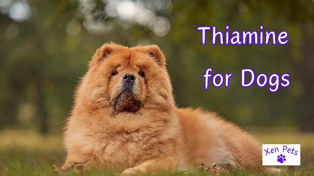 Thiamine for Dogs
