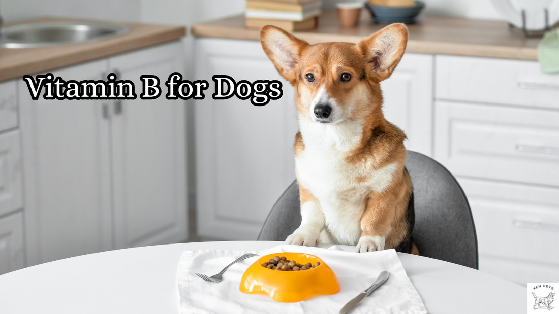 Vitamin B for Dogs