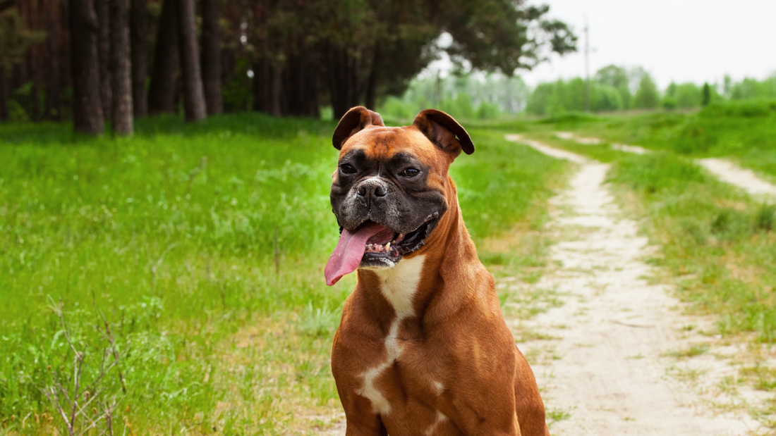 boxer dog hip dysplasia treatment