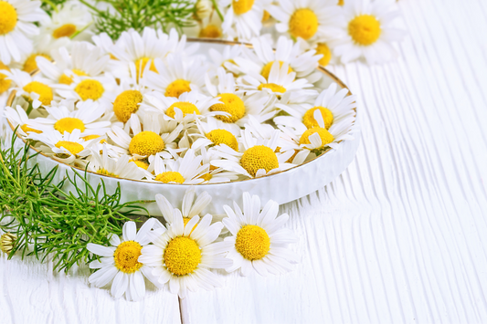 chamomile in a bowl