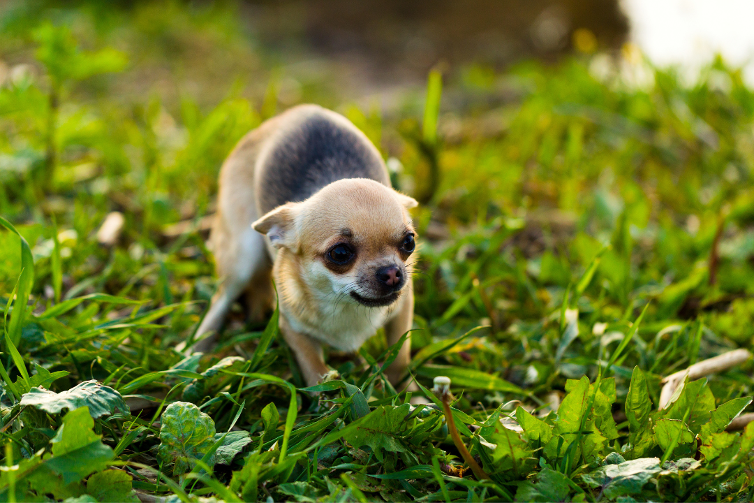 chihuahua with their ears pinned back