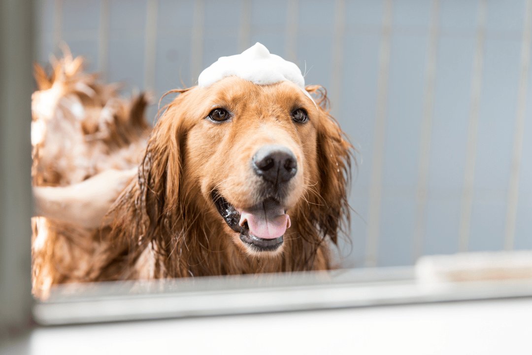 dog in the bath with shampoo on their head