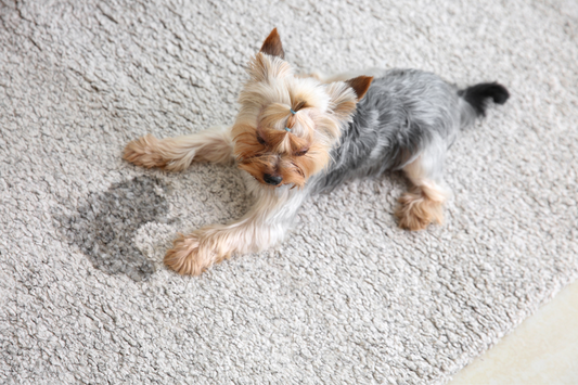 dog scratching the carpet