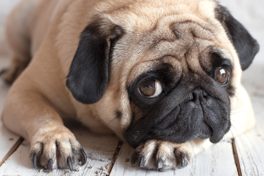 10 Warning Signs Your Dog Is Crying for Help – Xen Pets