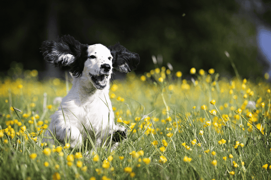 puppy in a field of flowers