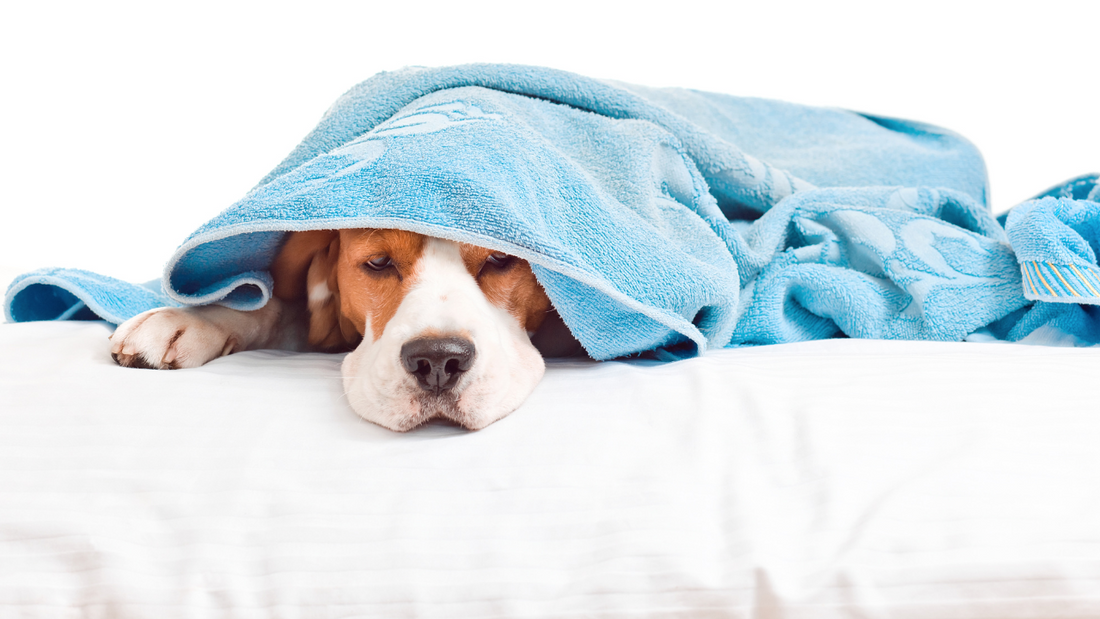 sick dog laying underneath a blanket
