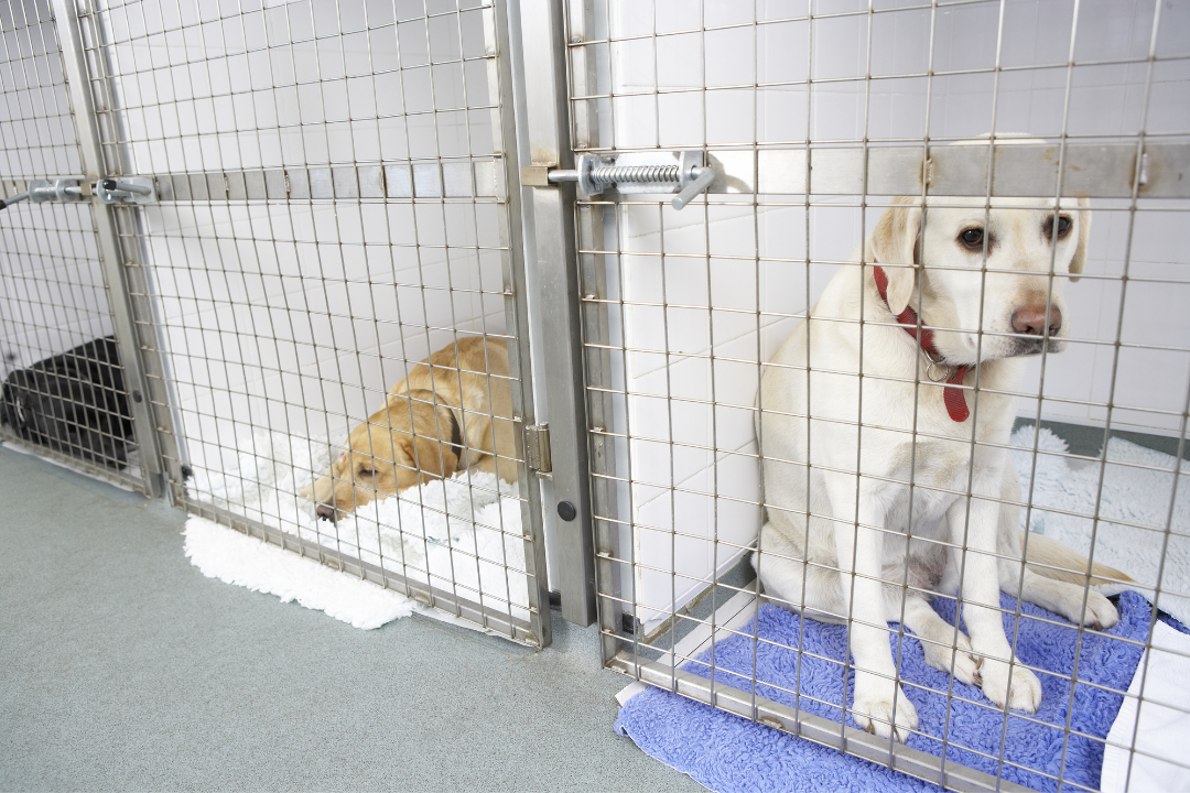 two dogs at the kennel