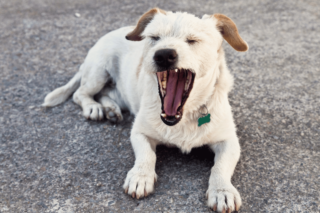 white dog yawning