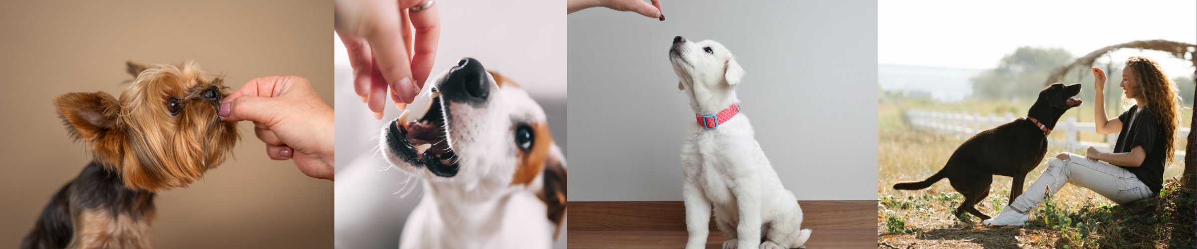 Banner compilation of dogs eating treats.