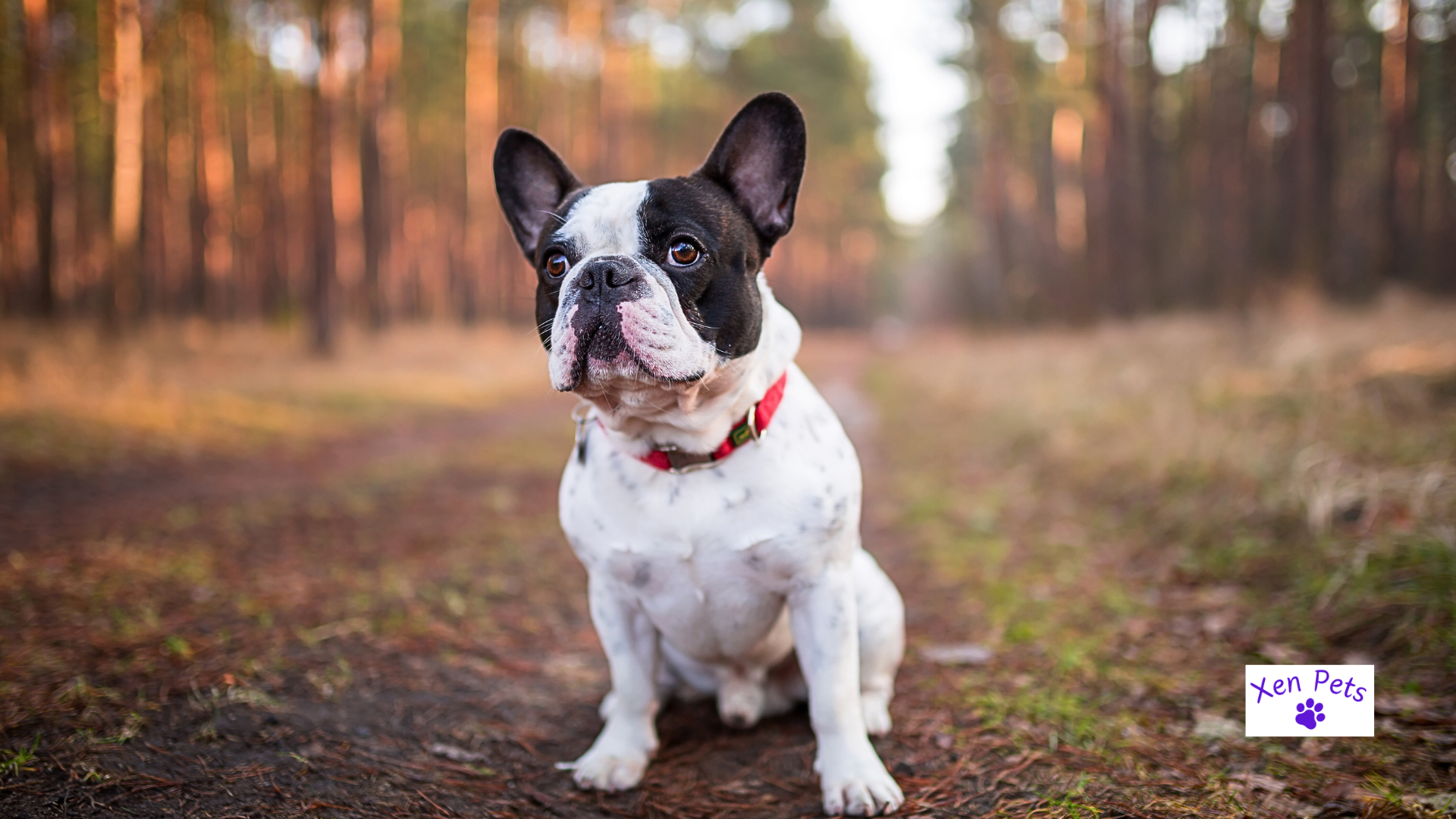 French Bulldog sitting in the woods.