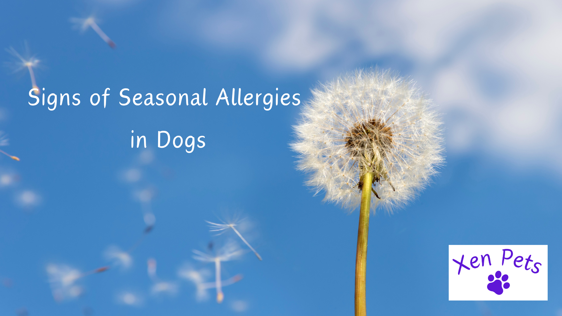 Signs of seasonal allergies in dogs.