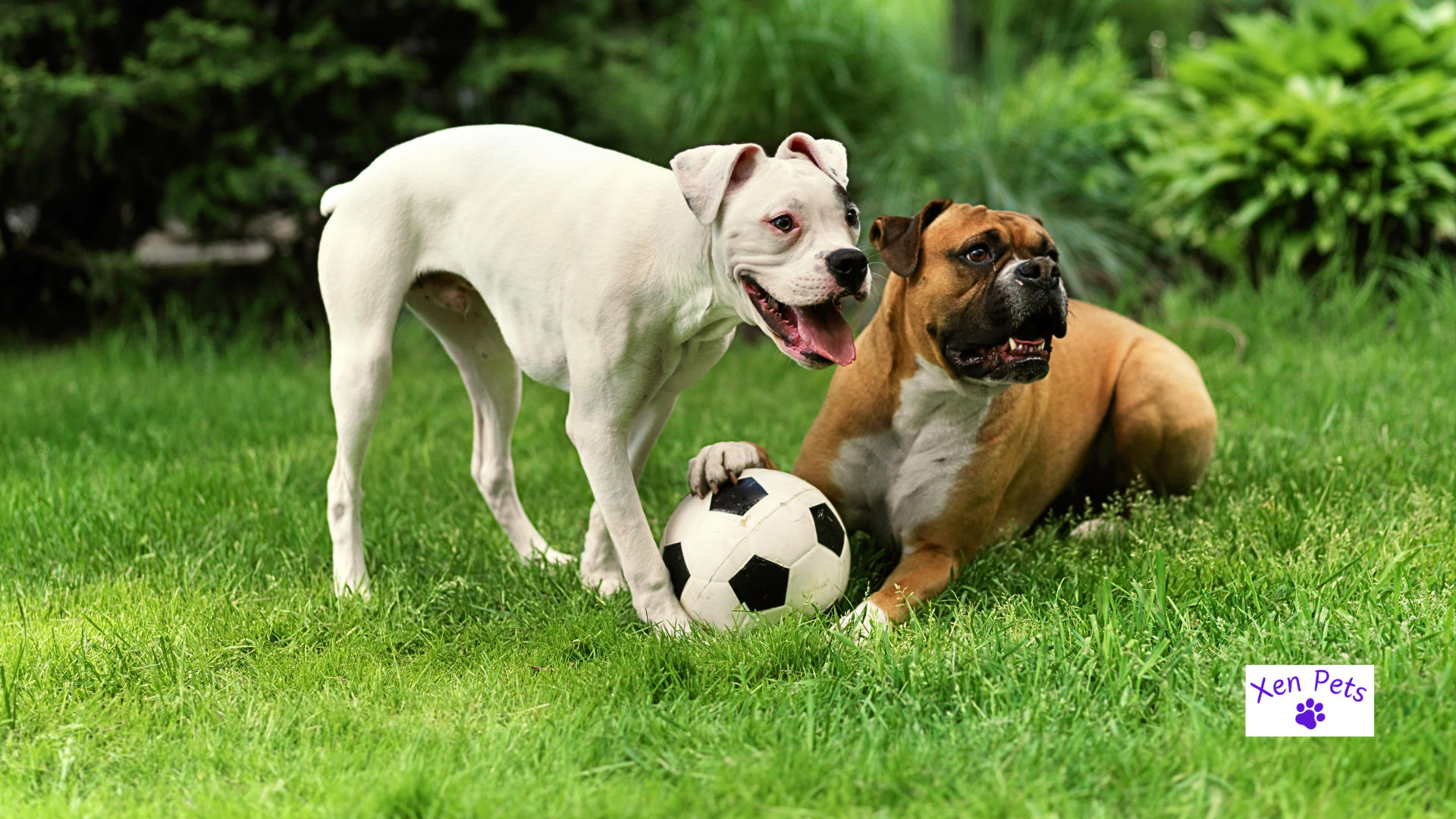 Two dogs playing with a soccer ball,